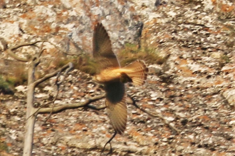 Краснокнижных видов птиц обнаружили на территории природного парка «Мурадымовское ущелье»