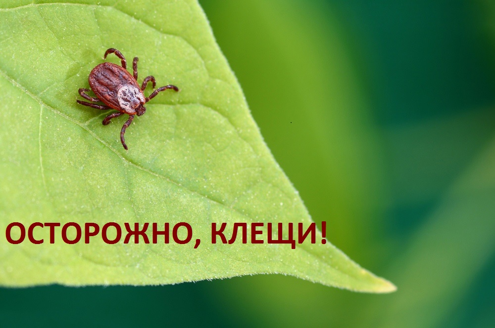 В Башкортостане начинается период активности клещей
